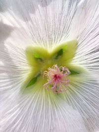 Close-up of white flowering plant