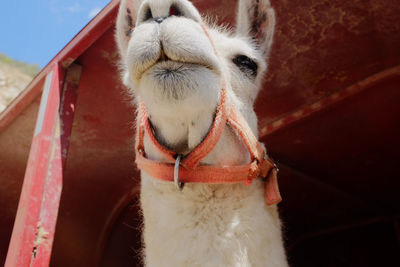 Close-up of llama 