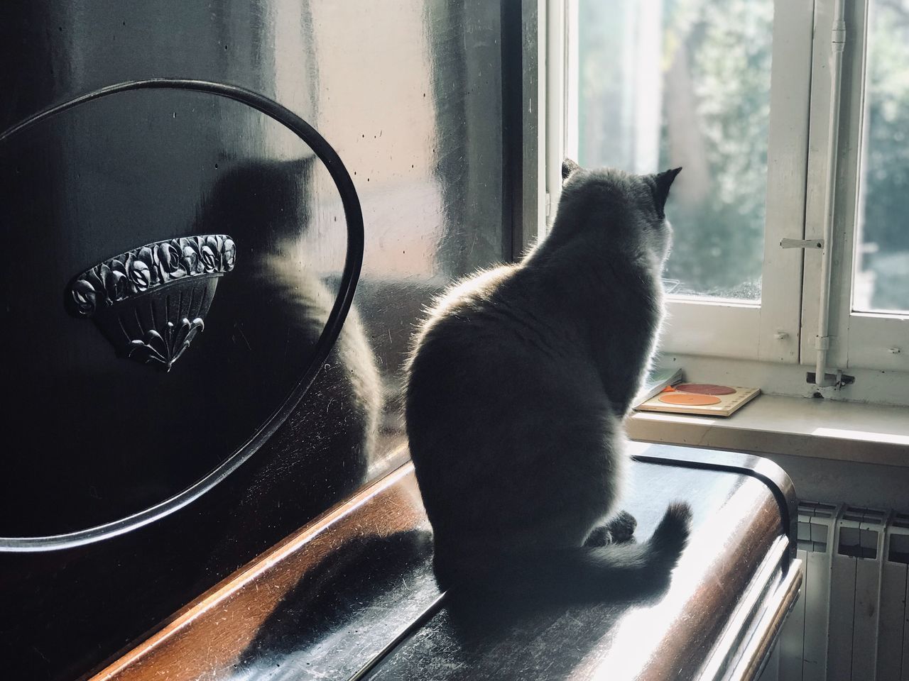 BLACK CAT LOOKING THROUGH WINDOW