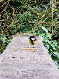 High angle view of bird on wood