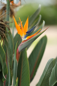 Close-up of orange flower