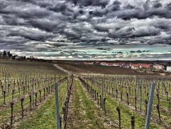 Scenic view of agricultural field against sky