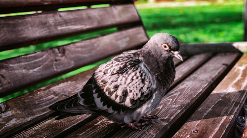 Close-up of pigeon perching on wood