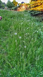 Plants growing on field