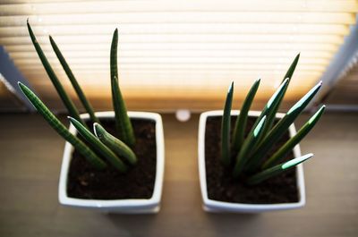 High angle view of potted plant on table