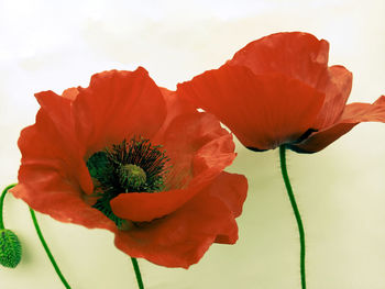 Close-up of poppy flower against white background