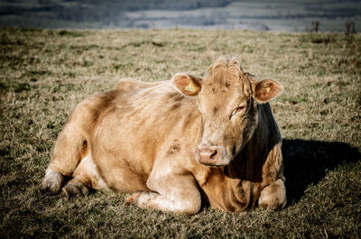 Cow relaxing on field