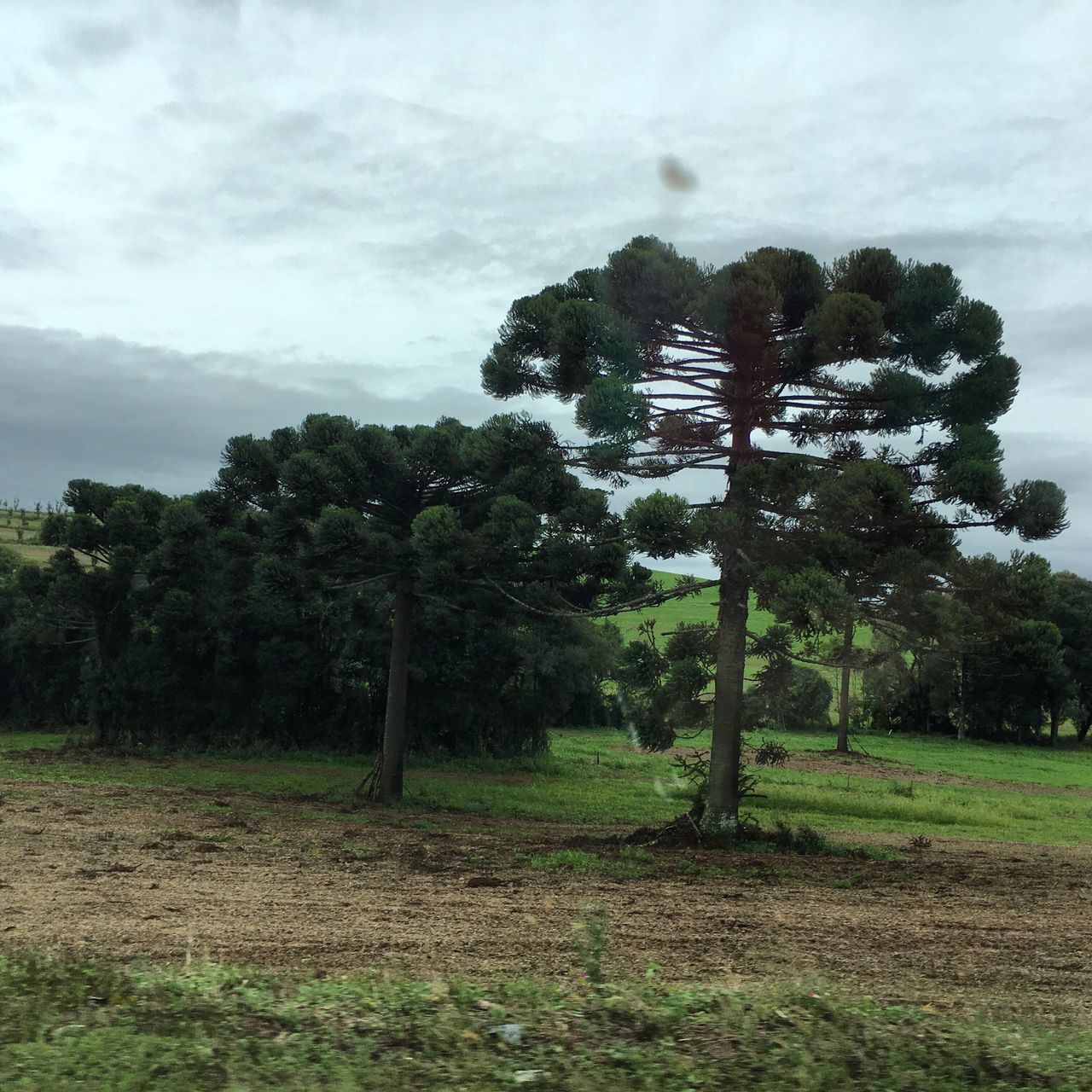 tree, sky, tranquility, tranquil scene, grass, growth, green color, landscape, nature, beauty in nature, scenics, cloud - sky, field, grassy, cloud, non-urban scene, day, idyllic, cloudy, outdoors