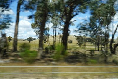Trees on field in forest