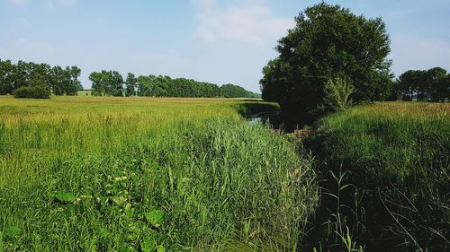 Scenic view of agricultural field against sky