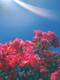 Close-up of pink cherry blossom against blue sky