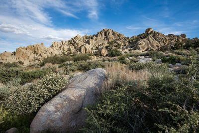 White wildflowers blooming in meadow amid rock formations in eastern sierra nevada california usa