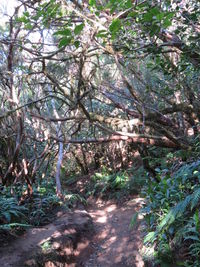 Trees in forest