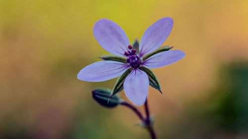 Close-up of purple flowering plant