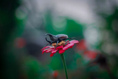 Close-up of insect on flower