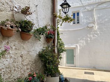 Potted plant against house