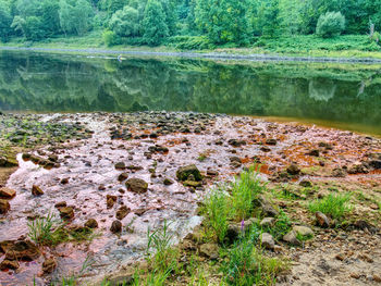 Scenic view of lake in forest