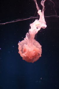 Close-up of jellyfish swimming in sea