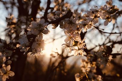 Close-up of cherry blossoms on branch