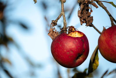 Close-up of apples growing on tree