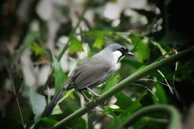 Close-up of bird perching on a plant
