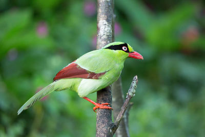 Close-up of parrot perching on leaf