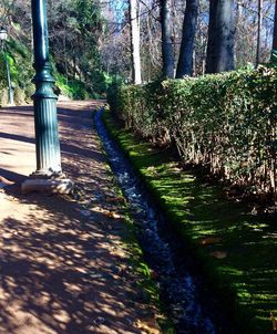 Shadow of trees on landscape