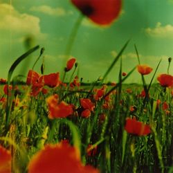 Close-up of red poppy flower