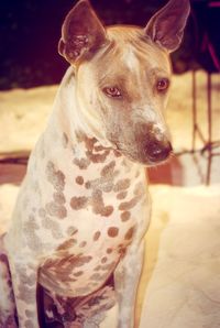 Close-up portrait of dog