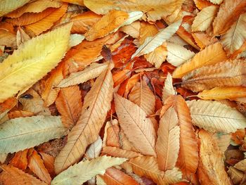 Full frame shot of dry leaves