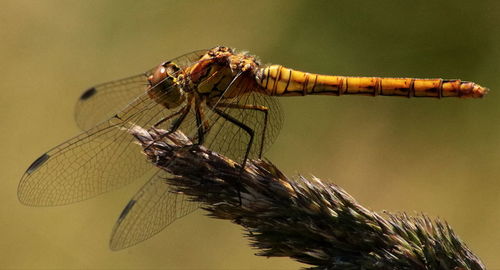 Close-up of common darter on bud against black background