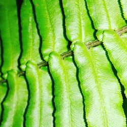 Full frame shot of green leaf