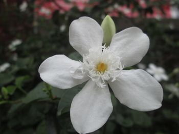 Close-up of flower blooming outdoors