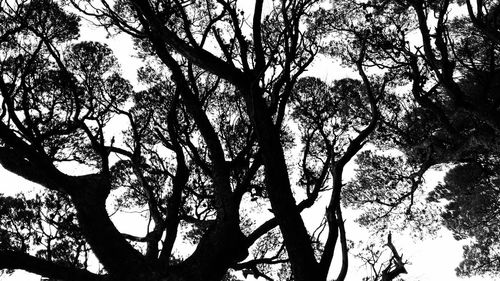 Low angle view of trees against sky