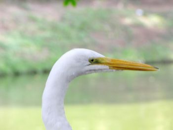 Close-up of bird