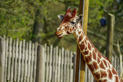 Close up giraffe