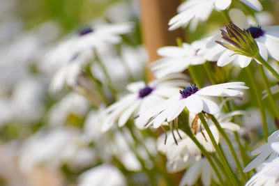 Close-up of white flowering plant