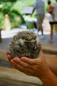 Close-up of hand holding hedgehog