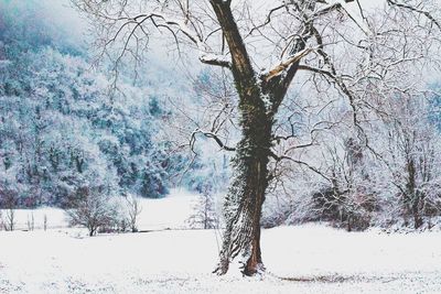 Bare trees on snow covered landscape against sky