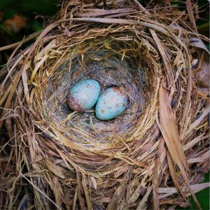 Close-up of cat in nest