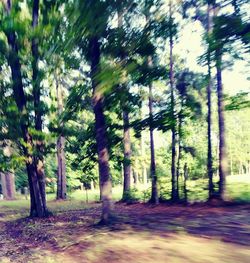 Trees in forest