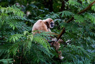 Monkey sitting on tree