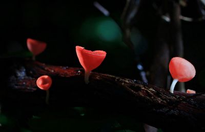 Close-up of red rose flower