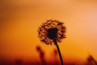 Close-up of dandelion against orange sky