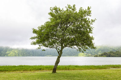 Tree on field by lake against sky