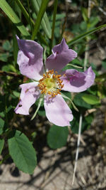 Close-up of pink flowers