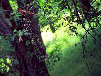 Low angle view of trees in forest