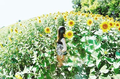 View of sunflowers on flowering plants