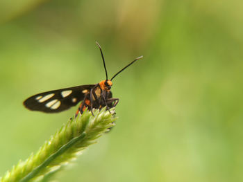 Close-up of butterfly on leaf