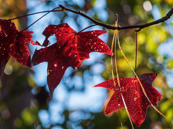 Close-up of maple leaves on tree during autumn